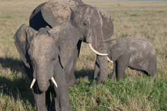 Maasai-Mara-January-2023-1