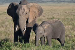 Maasai-Mara-January-2023-2