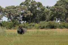 Okavango-4