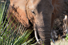 Samburu-2016-4