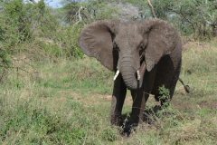 Serengeti-22