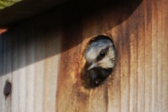 Blue_Tit_08_1