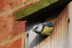 Blue_Tit_08_2