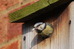 Blue_Tit_08_3