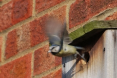 Blue_Tit_08_4