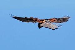 Female Kestral 1