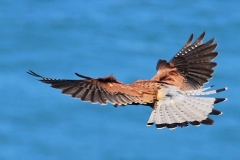 Female Kestral 2