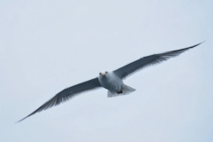 Seagull 1