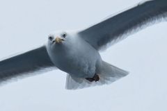 Seagull 2
