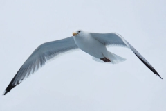 Seagull 3