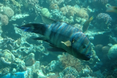 Aqaba_13