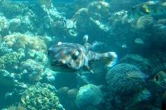 Aqaba_14