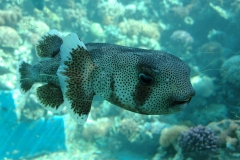 Aqaba_15
