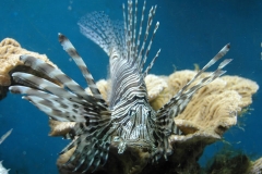 Aqaba_16