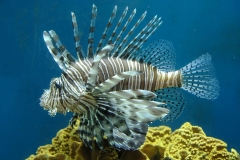 Aqaba_17