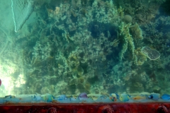 Aqaba_9
