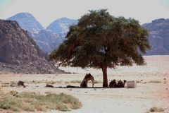 WadiRum_5
