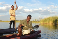 Okavango - Crocodile Caught in a Fish Trap