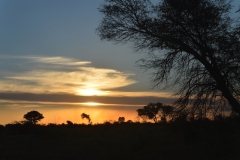 Okavango Sunrise