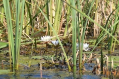 Okavango Water Lillys