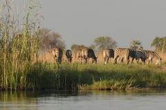 Okavango - Zebra