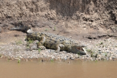 Crocodile in the Maasai Mara