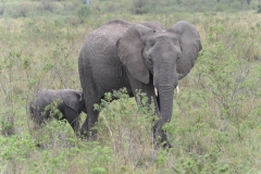 Elephants in the Maasai Mara
