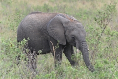 Maasai Mara - Baby Elephant