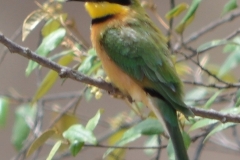 Maasai Mara- Bee Eater