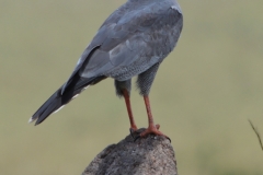 Maasai Mara - Buzzard