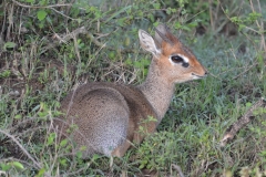 Maasai Mara - Dikdik