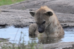 Maasai Mara - Hyena