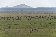 Maasai Mara - Plians Teeming With Wildlife