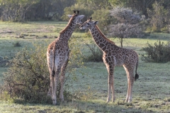 Maasai Mara - Two Giraffe