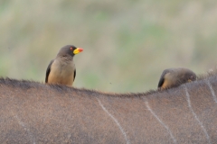 Maasai Mara - Yellow Billed Oxpeckers on an Eland