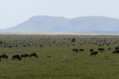 Maasai Mara