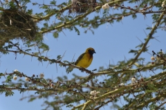 Weever Bird