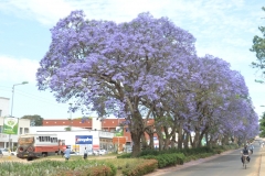 Mzuzu Jacarandas 2013