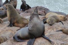 Cape Cross - Bull Fur Seal