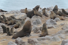 Cape Cross - Fur Seals