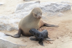 Cape Cross - Mother and Baby Fur Seals