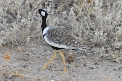 Etosha - Bustard