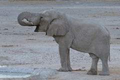 Etosha - Elephant Drinking