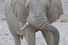 Etosha - Elepphant Finished Drinking