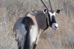 Etosha - Gemsbock Looking Over Right Shoulder