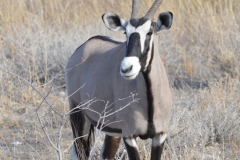Etosha - Gemsbok Looking Right