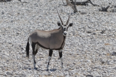 Etosha - Gemsbok