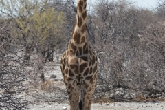 Etosha - Giraffe
