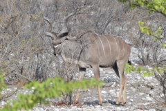 Etosha - Kudu in Thick Bush