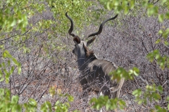 Etosha - Kudu